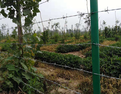 刺鐵絲.jpg 刺鐵絲.jpg